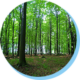 Natürlich Alexander - Wald