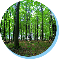 Natürlich Alexander - Wald